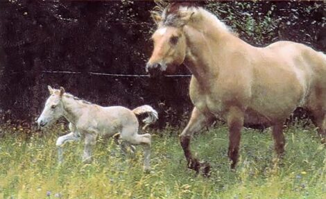 Caring for a Pregnant Mare Image